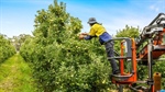 Goulburn Valley orchards are ripe for the picking