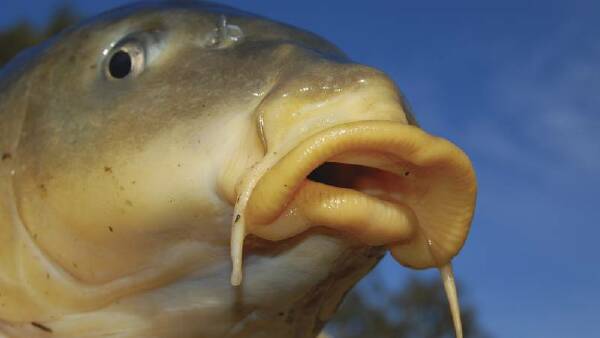 Carpe diem for carp virus release - but not until at least 2027