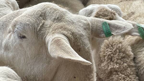 Legislation chats ongoing as sheep eID rollout progresses