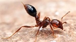 West of the divide, tip of the basin: farmers react to new fire ant infestation