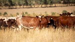 Shorthorn Beef paves way for commercial producers to put herds into IGS