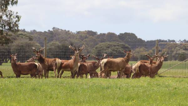 Deer farmers doing it 'very hard' as biosecurity protection levy looms