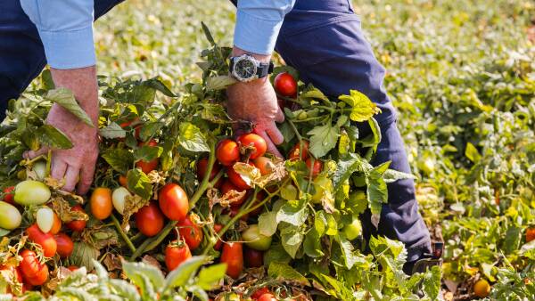 Qantas ploughs super money into transforming GoFARM's farmland