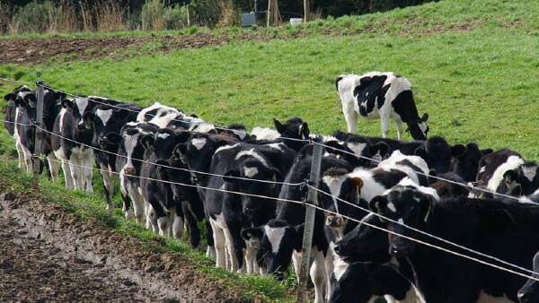 Prices crash as Chinese export dairy heifer market slumps