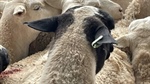 Sheep eID funding details state-by-state