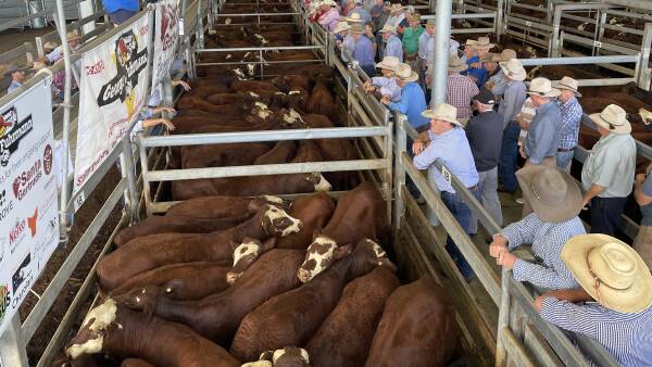 Cattle supply ramps up; what that is doing to the market