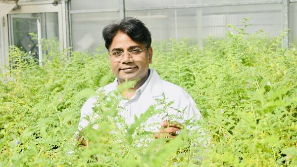 Wild relatives to create tougher chickpeas