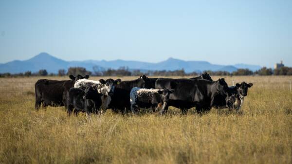 Ningle delivers 5958 acres of Moree Plains magnificence | Video
