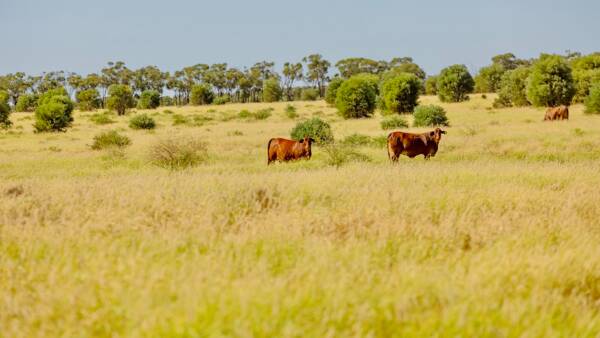 Prized high weight gain cattle country sold after auction | Video