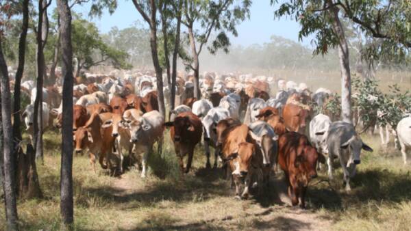 Coralie developed as a large scale cattle and carbon operation