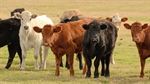 How full are Australia's cattle paddocks? ABS revises herd estimate