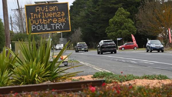 Avian influenza unlikely to jump species to cattle in Australia