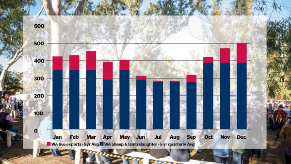 More dollars needed to address processing capacity gap after live sheep ban