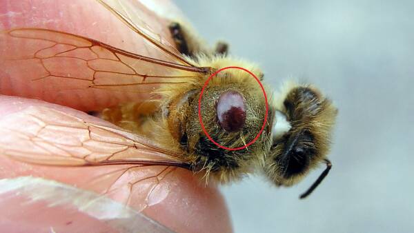 Victoria's beekeepers brace for arrival of varroa mite