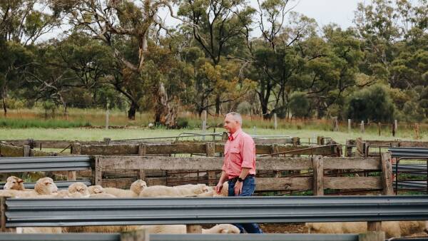 Reports of "patchy" scanning rates across among sheep producers