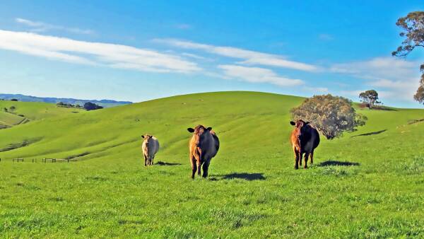 Big price forecast for two high rainfall blocks near Leongatha