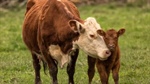 Calving 101: What you need to know to get it spot-on this season