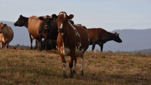 Dairy group leader says nuanced farmer needs call for specialised advocacy