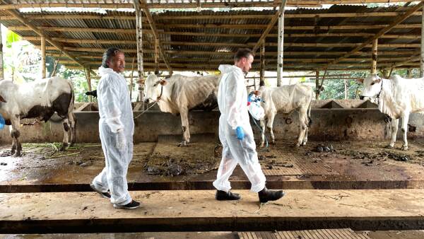 Indonesia ramps up exotic disease preparedness with Australian support