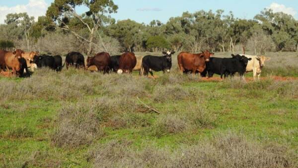 Negotiations continue on exclusion fenced South West grazing country