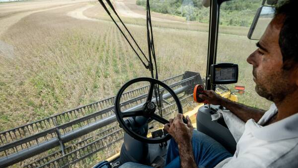 CQ clone could hold the key to Brazilian wheat self-sufficiency