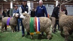 Medium wool shines at Bendigo