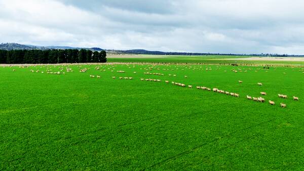 Peltzer family's premier Tasmanian sheep property on the market