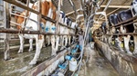 Is this dairy farm really the cream of the crop? You be the judge