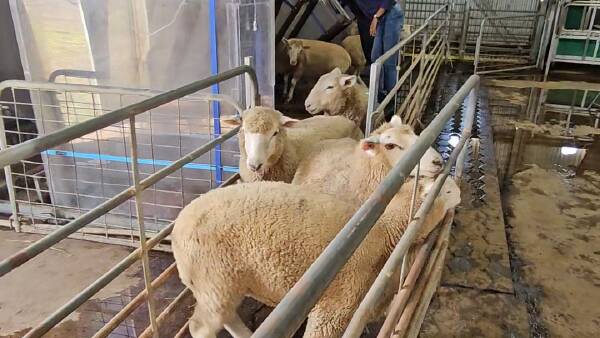 Research shows probiotic increases lambs' liveweight gain while cutting methane