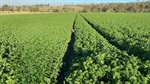 Productive irrigation, cattle country with an unlimited bore water supply