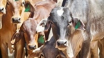 Indo inquiry sporadic, Vietnam hotter; live cattle prices holding up