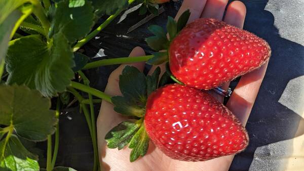 A 'Stella' day for the strawberry industry with new variety release