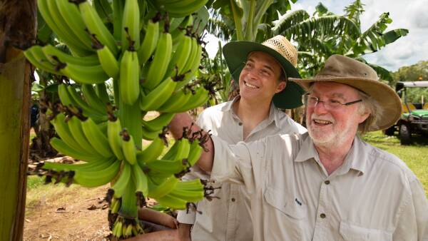 Aussie farmers set to go bananas with world-first GM fruit approved to eat