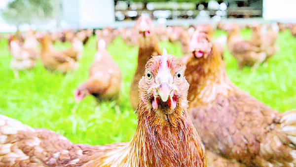 Confidence in egg industry remains high despite avian flu outbreak