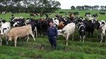 South-west Victorian dairy farmers breed for highly efficient animals