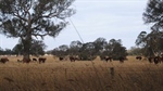 The main lesson for cattle producers to come out of the big southern dry