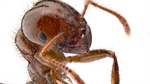 Landowners lock the gate on mandatory fire ant baiting