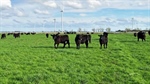 Wind turbine cash added lure for blue ribbon farm aggregation at Mortlake