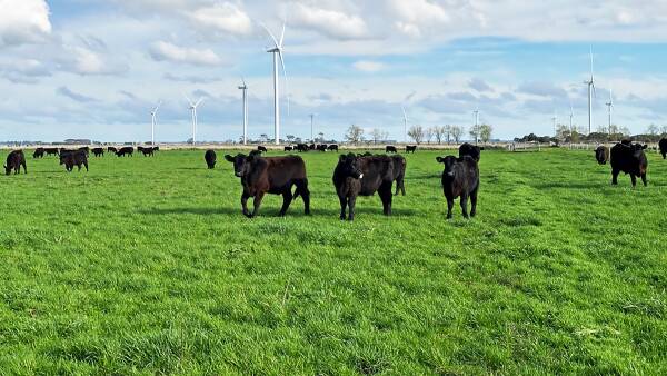 Wind turbine cash added lure for blue ribbon farm aggregation at Mortlake