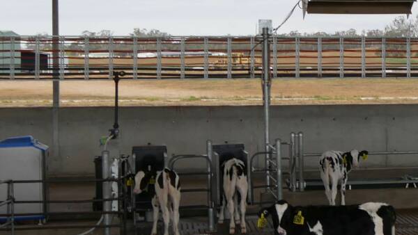 Researcher uses automatic feeder data to identify under-performing calves