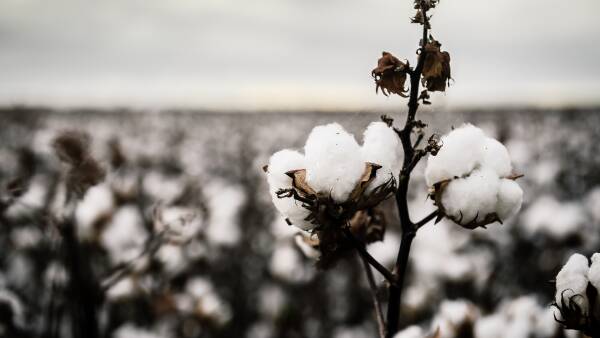 Fight for Namoi remains on as Olam launches new offer