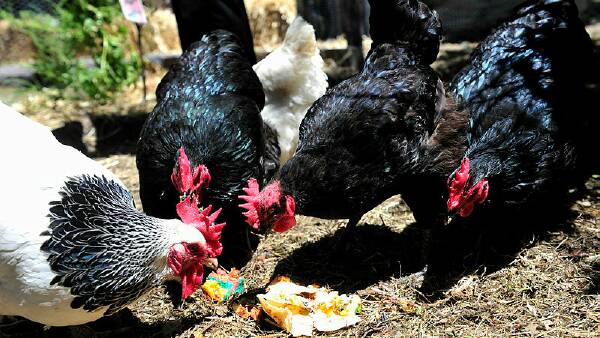 Register your chooks and ducks: Egg industry calls for national database