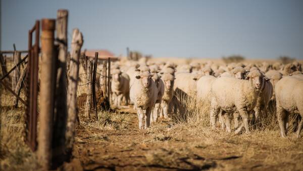 Wool market could be volatile once demand comes back, analyst warns