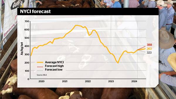 Where cattle prices are headed between now and Christmas