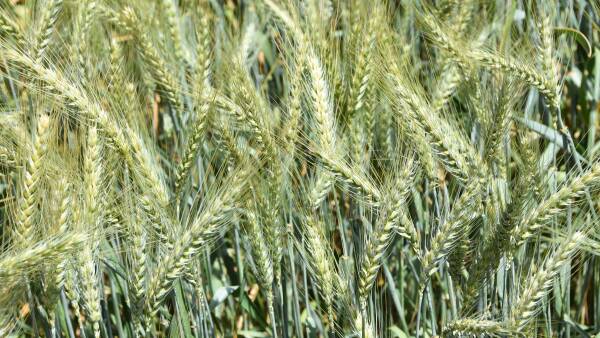 Short term Black Sea supply issues unlikely to lead to sustained wheat rally