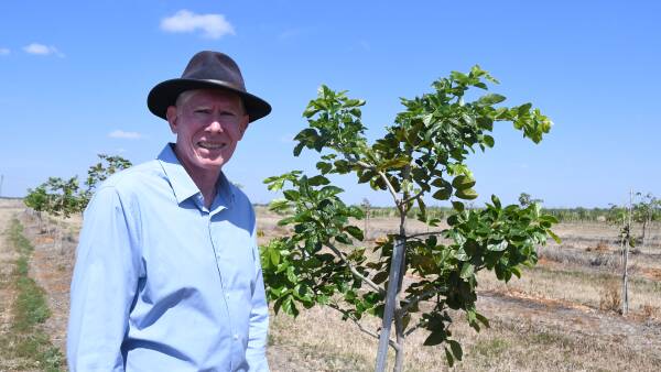 Australian native on trial in CQ could be world's new 'super food'