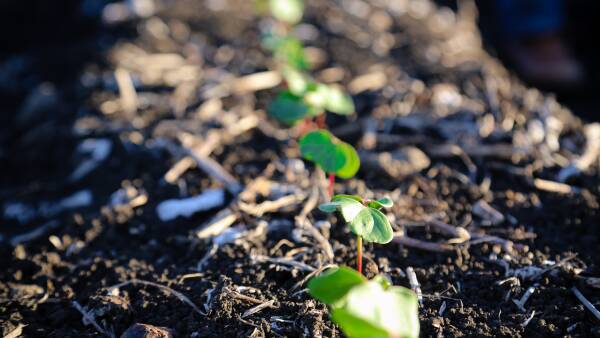 Cotton planting underway as farmers look for moisture, warmer weather