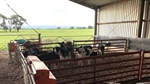 Calf rearing key focus for Gippsland farmers as they develop business