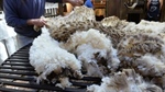 Supply dip drives wool price lift, demand still tepid