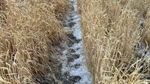 Crippling hail storm hits Western Downs just as harvest kicks off